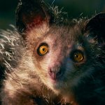 Aye-Aye (Daubentonia madagascariensis) una specie di lemure custodita nello Zoo di Jersey - Foto Durrell Wildlife Conservation Trust